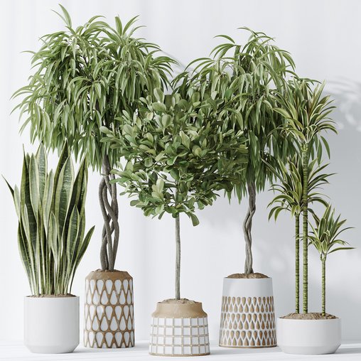 Indoor plants set 85 Ficus Binnendijkii and Indian Laurel 3d model Download Maxve