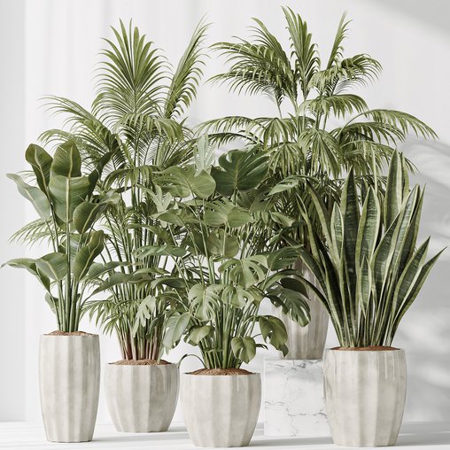 Indoor plants set 70 Majesty Cat Reed Palm and ParadiseBird 3d model Download Maxve