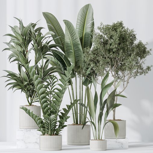 Indoor plants set 78 Chemlali Olive and ParadiseBird and Dracaena 3d model Download Maxve