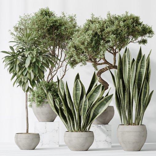 Indoor plants set 82 Ficus Cyathistipula and Green Sansevieria and Wilsonii Chemlali Olive 3d model Download Maxve