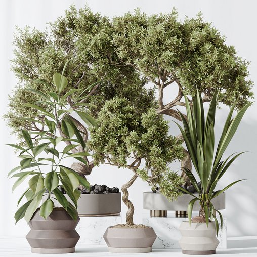 Indoor plants set 71 Wilsonii Chemlali Olive Bonsai Ginseng 3d model Download Maxve