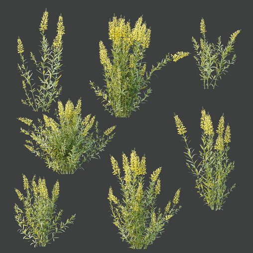 HQ Plants Linaria Vulgaris Yellow Toadflax 3d model Download Maxve
