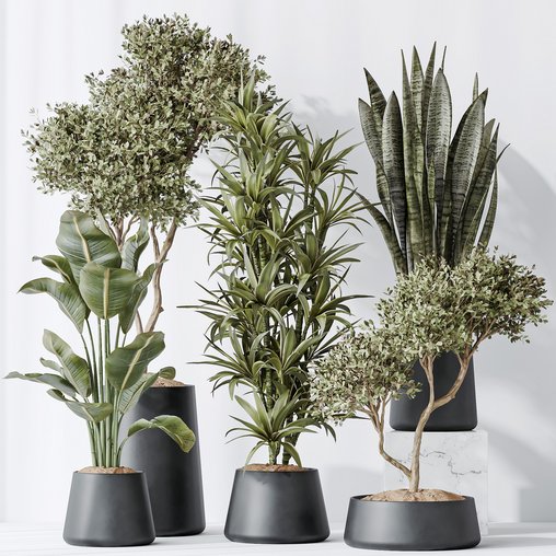 Indoor plants set 84 Olive Tree and ParadiseBird 3d model Download Maxve