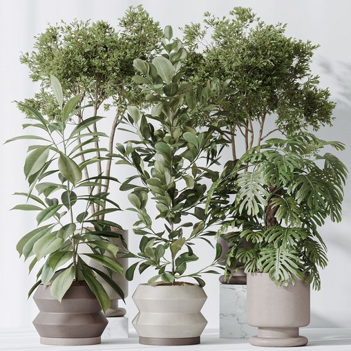 Indoor plants set 76 Wilsonii Chemlali Olive and Elegant Monstera and Ficus Microcarpa 3d model Download Maxve