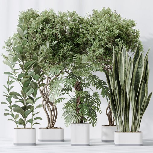 Indoor plants set 91 Green Sansevieria and Elegant Monstera and Ficus Microcarpa and Chemlali Olive 3d model Download Maxve