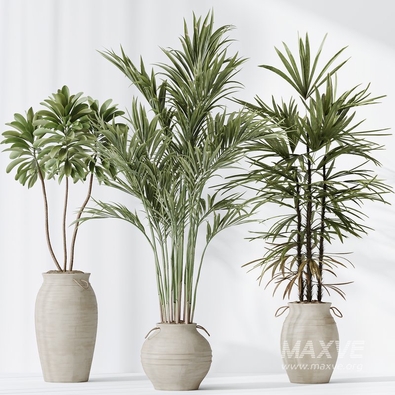 Indoor plants set 87 Mission Olive and Areca Reed Palm and Palm Hydro ...