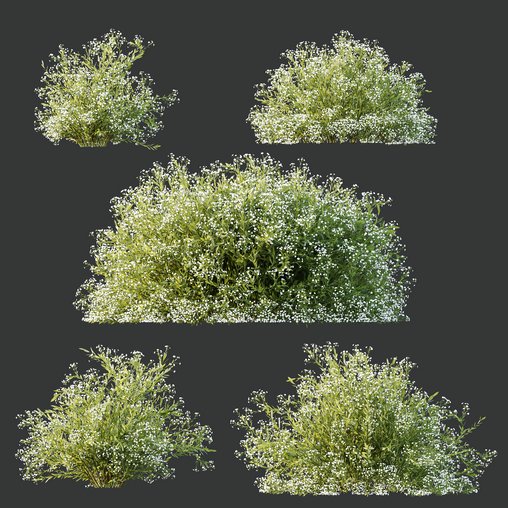 HQ Plants Gypsophila Paniculata Snowflake Breath 3d model Download Maxve