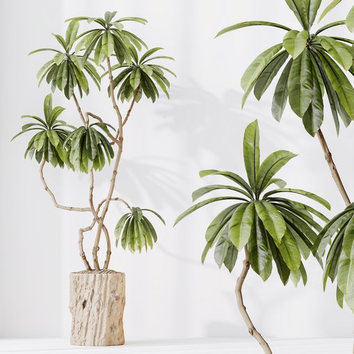 HQ HousePlants Decorative Ficus Cyathistipula African Fig 3d model Download Maxve