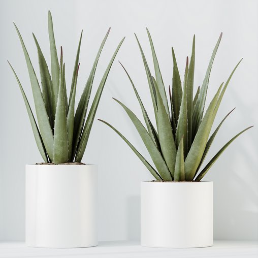 HQ HousePlants Aloe Vera Succulents 3d model Download Maxve