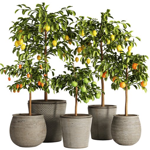 Indoor Plant Set58 - Fruit Plant 3d model Download Maxve