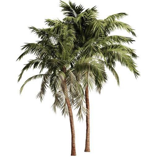 Palm Tree Set17 3d model Download Maxve