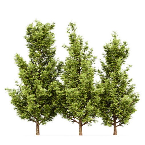 Leyland cypress leylandi 3 trees 3d model Download Maxve