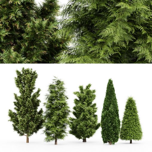 5 Different tree Leyland cypress Slender Hinoki Rocky Mountain green coniferous Cupressocyparis 3d model Download Maxve
