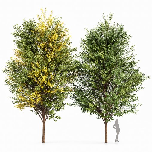 Canadian Poplar 2 Trees 3d model Download Maxve