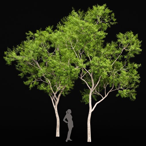 Ghost Gum Tree Corymbia Aparrerinja 3d model Download Maxve