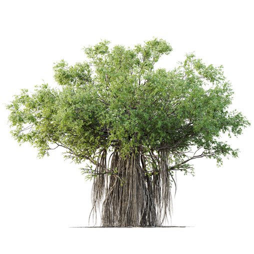 HQ Plants Banyan Ficus Benghalensis Tree 3d model Download Maxve