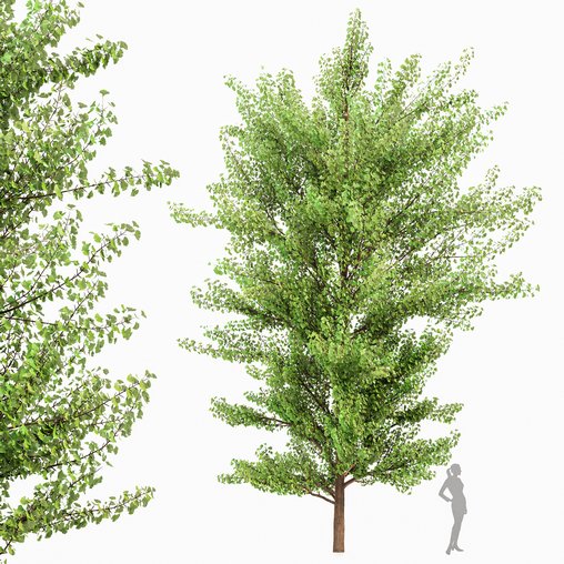 Maidenhair Tree Ginkgo Biloba Gardens 3d model Download Maxve