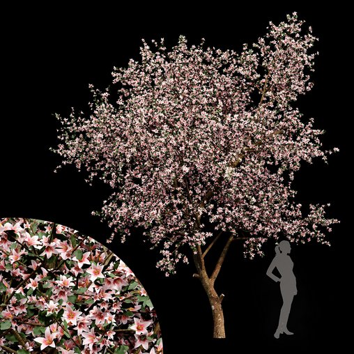 Blooming lemon tree 3d model Download Maxve