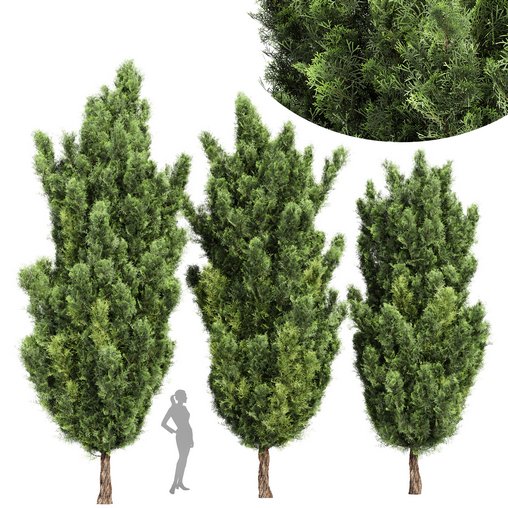 Italian Cypress High details 3Trees 3d model Download Maxve