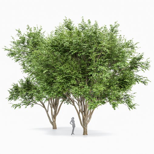 European Beech 2 Trees 3d model Download Maxve