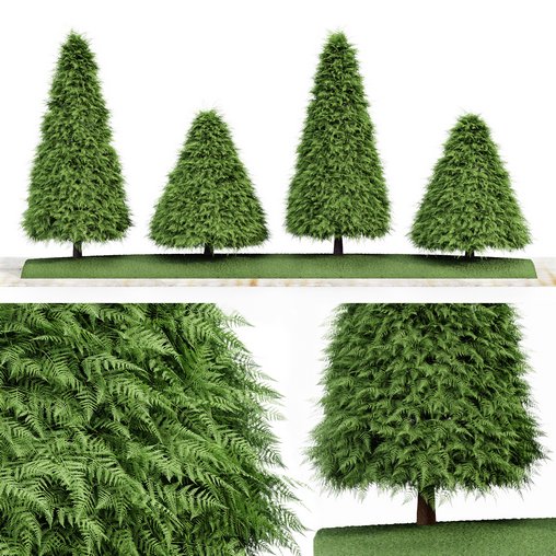 2 Different tree Cone shaped green coniferous 3d model Download Maxve