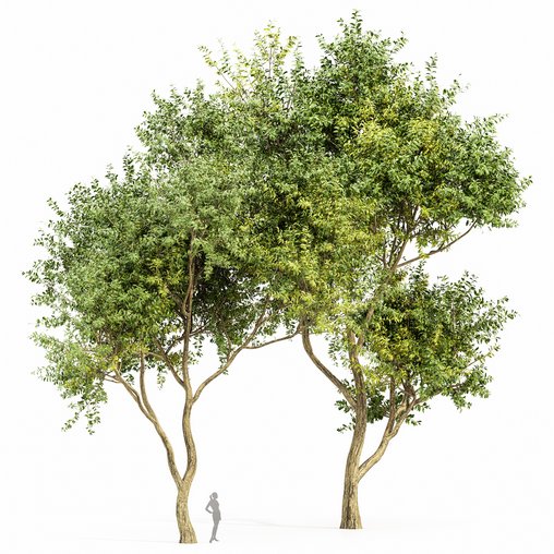 Eucalyptus Tree 3d model Download Maxve