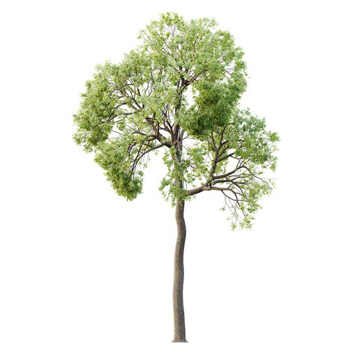 HQ Plants Shorea Robusta Sal Tree04 3d model Download Maxve