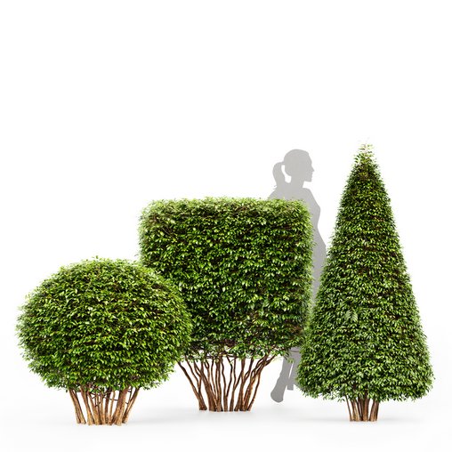 Dwarf Yaupon Holly Spherical and Cone and Box hedge 3d model Download Maxve