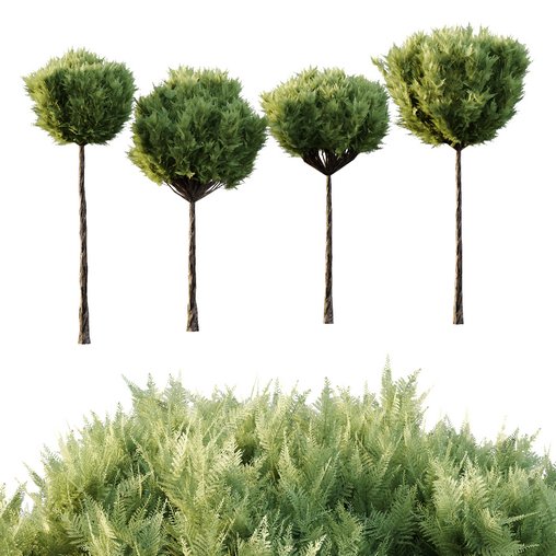 Italian Cypress Tree 15 3d model Download Maxve