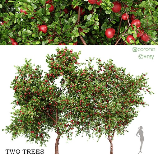 Apple fruit tree 3d model Download Maxve