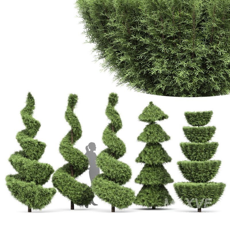 Beloved Italian Cypress trees ideas