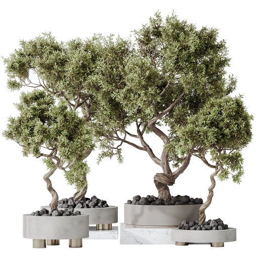 Indoor plants set 104 Microcarpa Bonsai Ginseng and Wilsonii Chemlali Olive 3d model Download Maxve