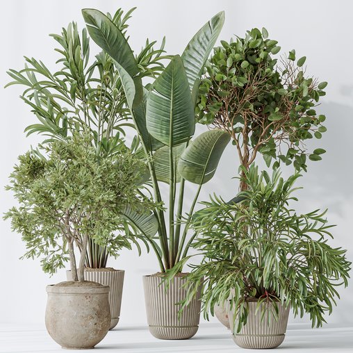 Indoor plants set 99 Lutescens Areca Palm and Ficus Benjamina and Paradise Strelitzia 3d model Download Maxve