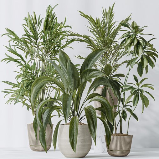 Indoor plants set 97 Dypsis Areca Palm and Spathiphyllum Wallisii 3d model Download Maxve
