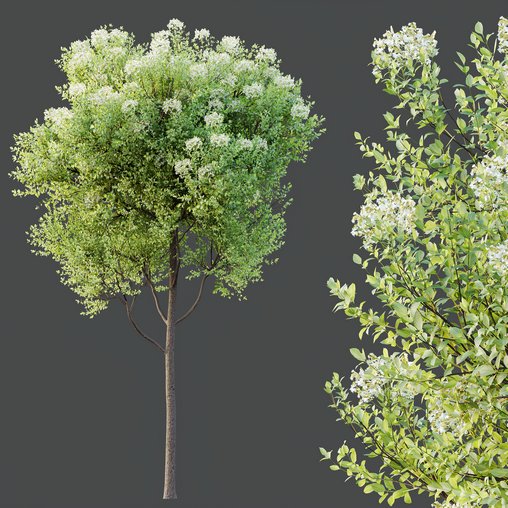 HQ Plants Teak Tectona Grandis Tree 3d model Download Maxve