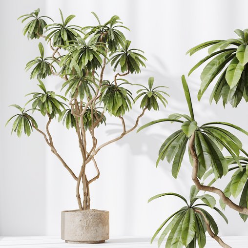 HQ HousePlants Decorative Ficus Cyathistipula African Fig02 3d model Download Maxve