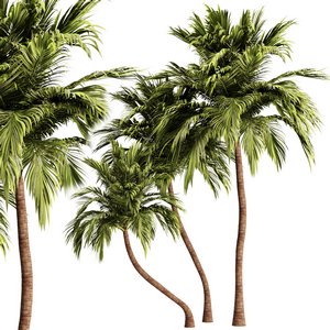 Palm Tree Set21 3d model Download Maxve
