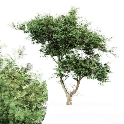 Acacia tree East africa tree 3d model Download Maxve