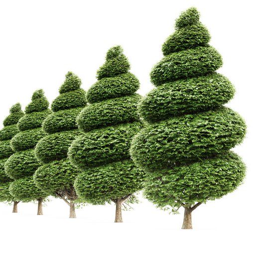 Burford Holly_Spiral Topiary tree tuja occidentalis 3d model Download Maxve