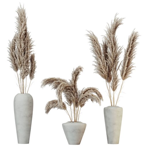 HQ HousePlants Decorative Miscanthus Pampas Dried Branches Pampy 3d model Download Maxve