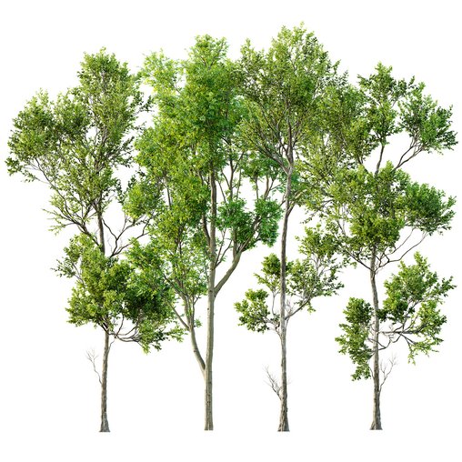 spring trees Celtis Australis and Fagus Grandifolia 3d model Download Maxve