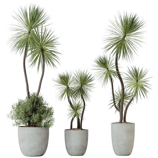 HQ HousePlants Spineless Yucca Aloifolia Rostrata Palm Desmetiana 3d model Download Maxve