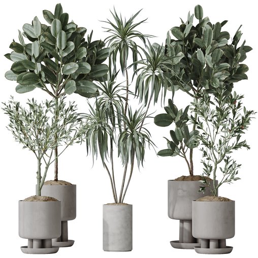 Indoor plants set 108 Dracaena Warneckii Lemon Lime and Mission Olive Tree 3d model Download Maxve