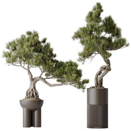 Indoor plants set 107 Bonsai Pinus Pentaphylla Thunbergii 3d model Download Maxve