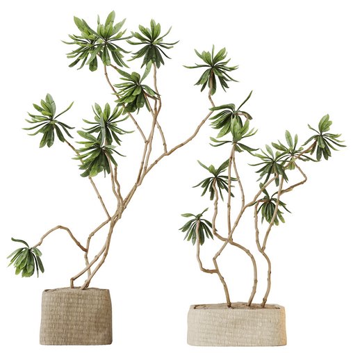 HQ HousePlants Decorative Ficus Cyathistipula African Fig03 3d model Download Maxve