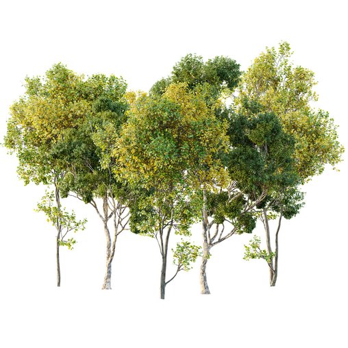 summer fall trees Sydney blue gum and Acer Saccharinum 3d model Download Maxve