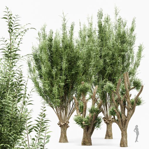 Pollard willow 4trees 3d model Download Maxve