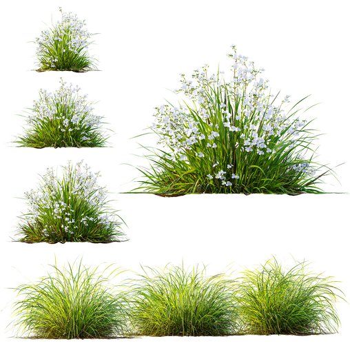 Libertia Grandiflora Grass and Carex Elata Aurea Grass 3d model Download Maxve