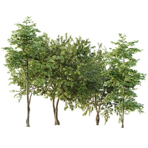 summer trees Water gum and Carpinus Betulus 3d model Download Maxve