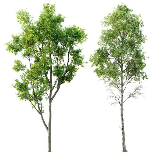 spring trees Celtis Australis and Fagus Sylvatica 3d model Download Maxve